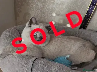 British Shorthair cats BSH Colourpointed GCCF reg., stunning male - Advert 16