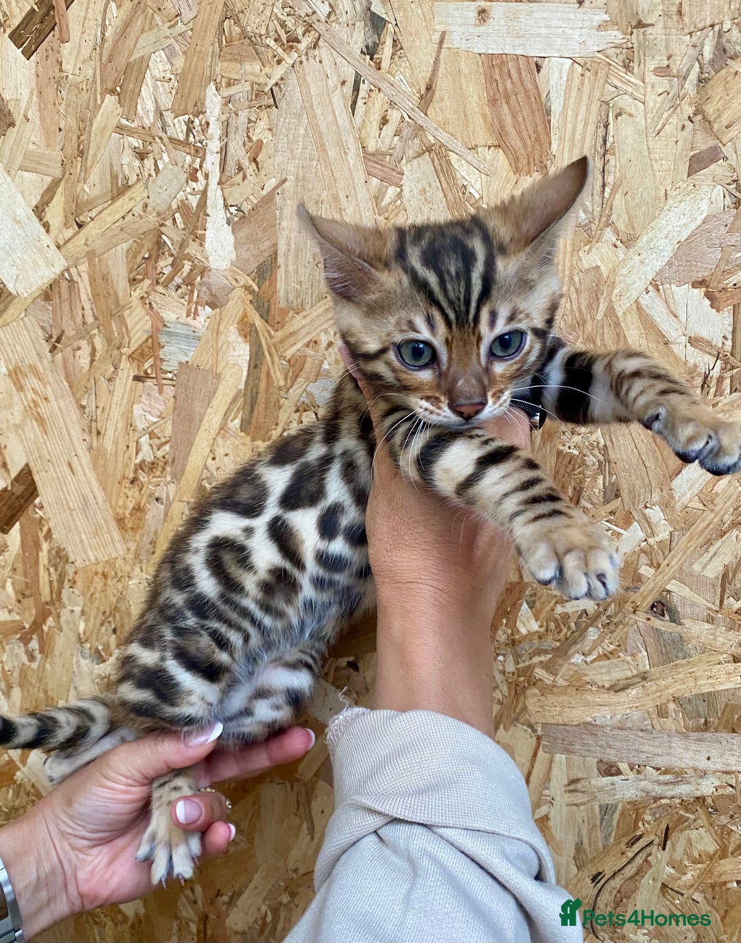 Bengal cats for sale: Top quality pure breed bangal kittens available  - Image 1