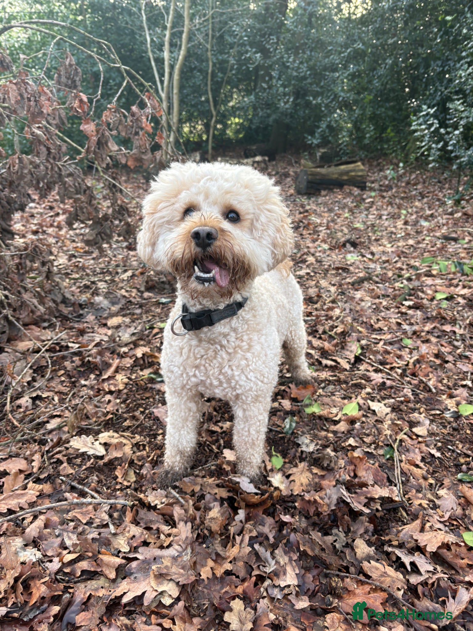 Mixed Breed dogs Miniture labradoodle for stud - Advert 2