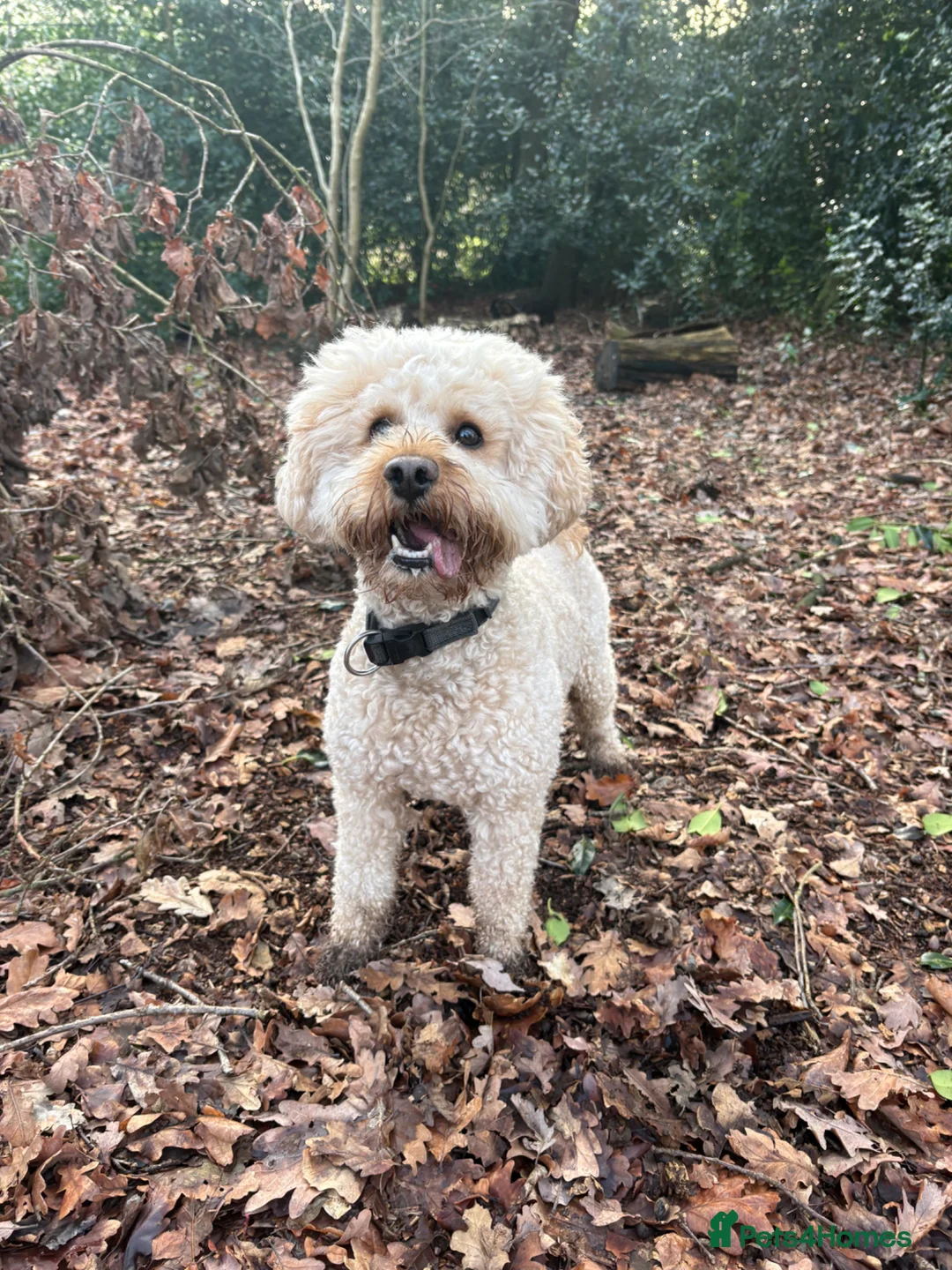 Mixed Breed dogs for stud: Miniture labradoodle for stud in Frodsham - Advert 1