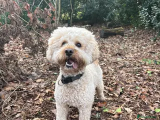 Mixed Breed dogs Miniture labradoodle for stud - Advert 2