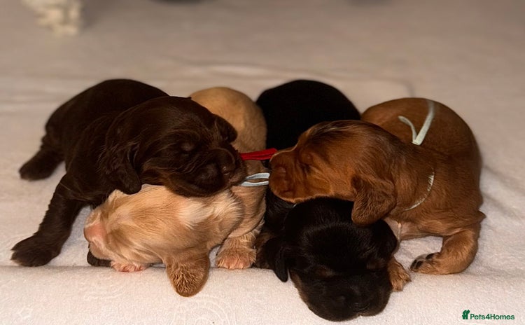 Cocker Spaniel dogs - Advert 7