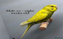 Budgerigars birds for sale: 8 week old Beautiful baby Budgies - Image 9