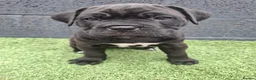 Cane Corso dogs for sale: CANE CORSO PUPPIES - Advert 26