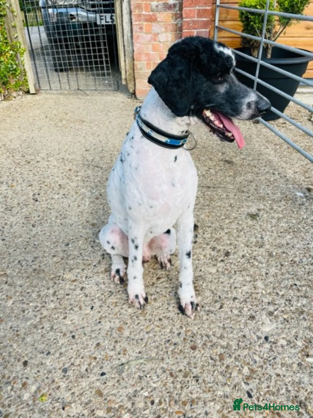 Standard Poodle dogs for stud: Standard party poodle in Marlborough - Advert 24