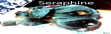 Cockapoo 1