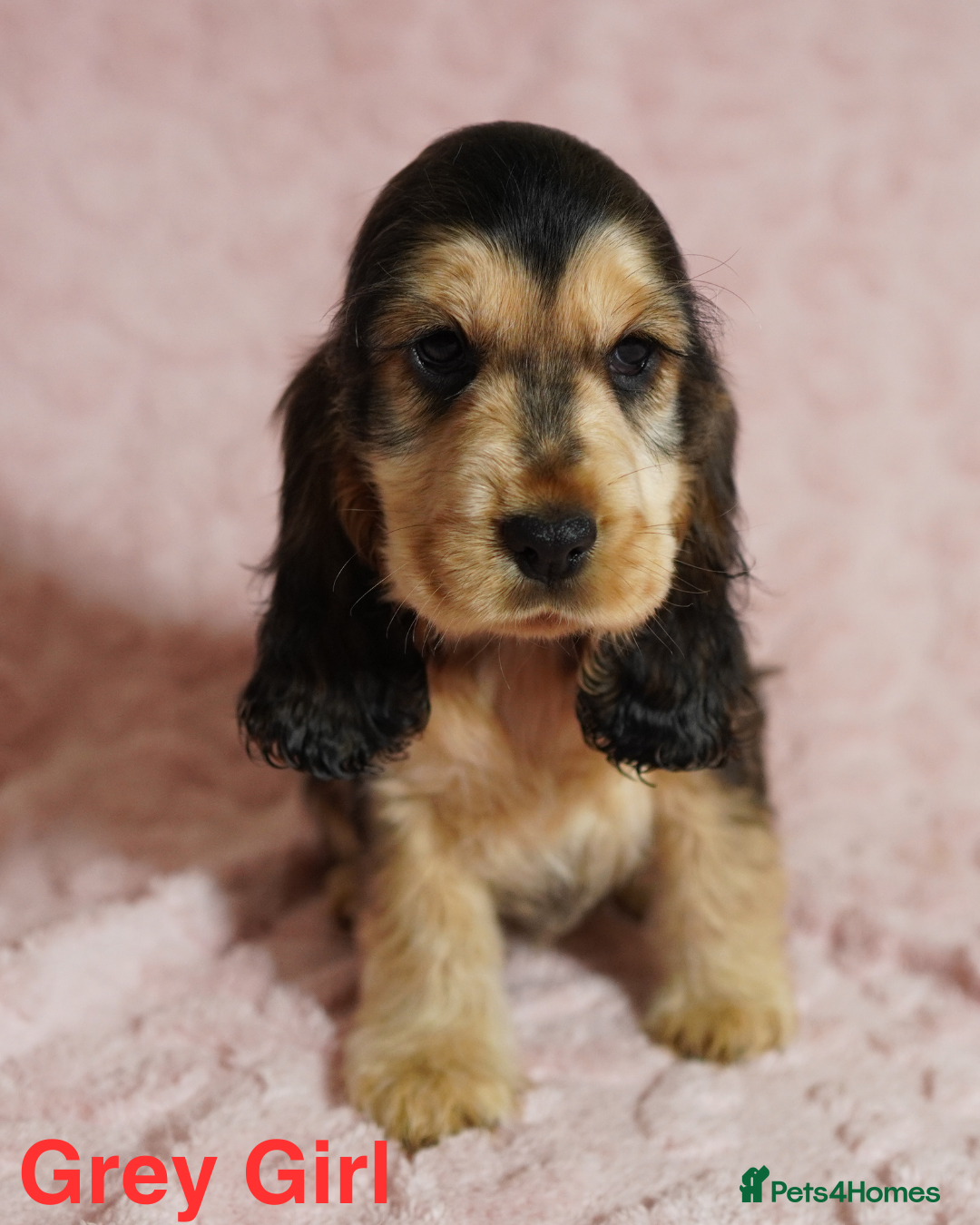 Cocker Spaniel dogs Quality, KC reg, show type cocker spaniel puppies - Advert 4