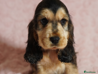 Cocker Spaniel dogs Quality, KC reg, show type cocker spaniel puppies - Advert 3