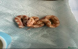 Boa Snake reptiles for sale: Sunglow Boas  - Image 6