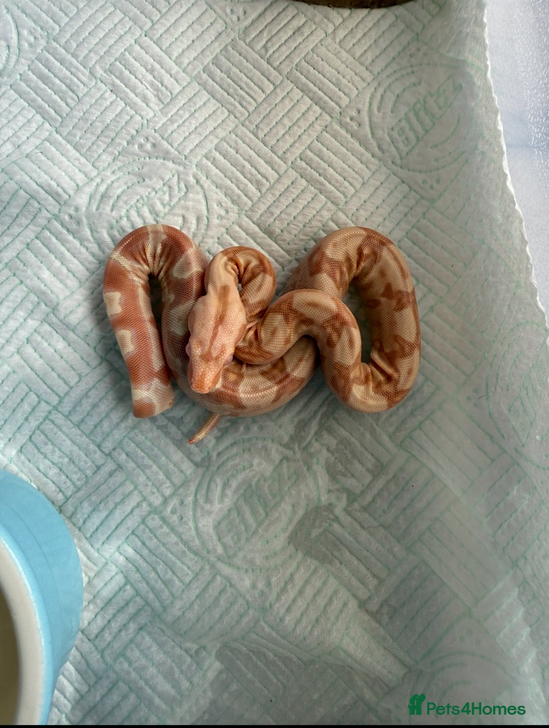 Boa Snake reptiles for sale: Sunglow Boas  - Image 6