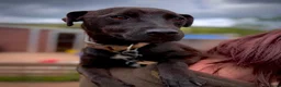 Patterdale Terrier dogs for adoption: Shane - Patterdale for Adoption in Wells - Advert 3