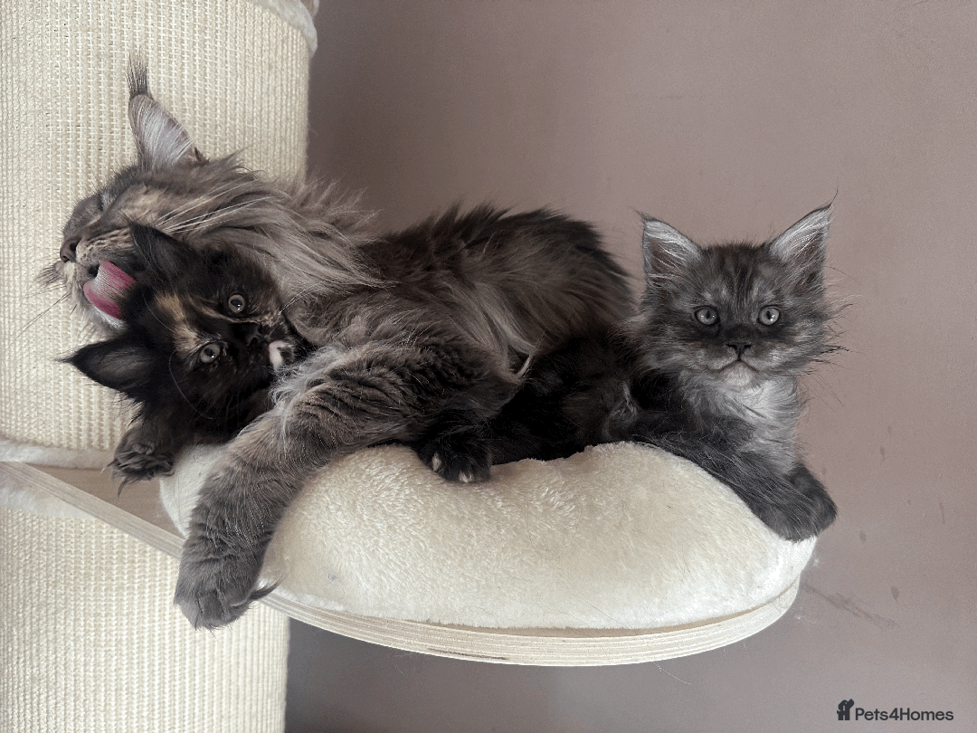 Maine Coon cats for sale: TICA registered Maine Coon kittens  - Image 24