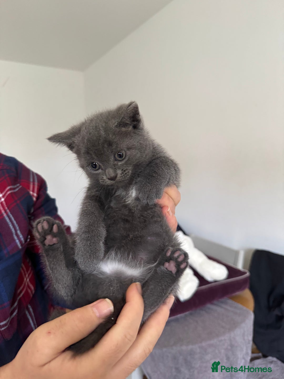 British Shorthair cats for sale: It’s a British short hair  - Image 22