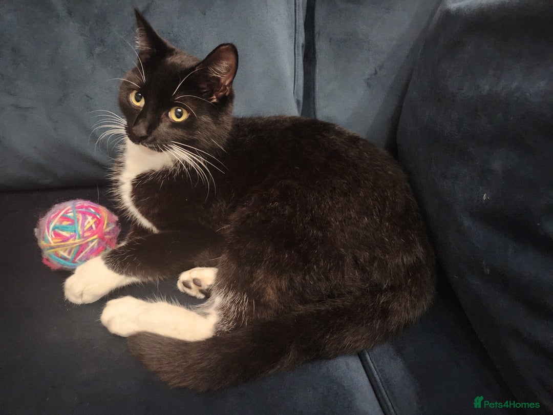 Mixed Breed cats for sale: Loving male cat for rehoming - Image 4