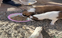 Mixed Breed dogs for sale: Sauki collie greyhound x saluki greyhound  - Image 3