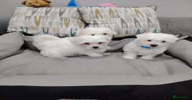 Maltese dogs - Advert 8