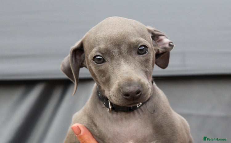 Italian Greyhound dogs in Norwich - Advert 1
