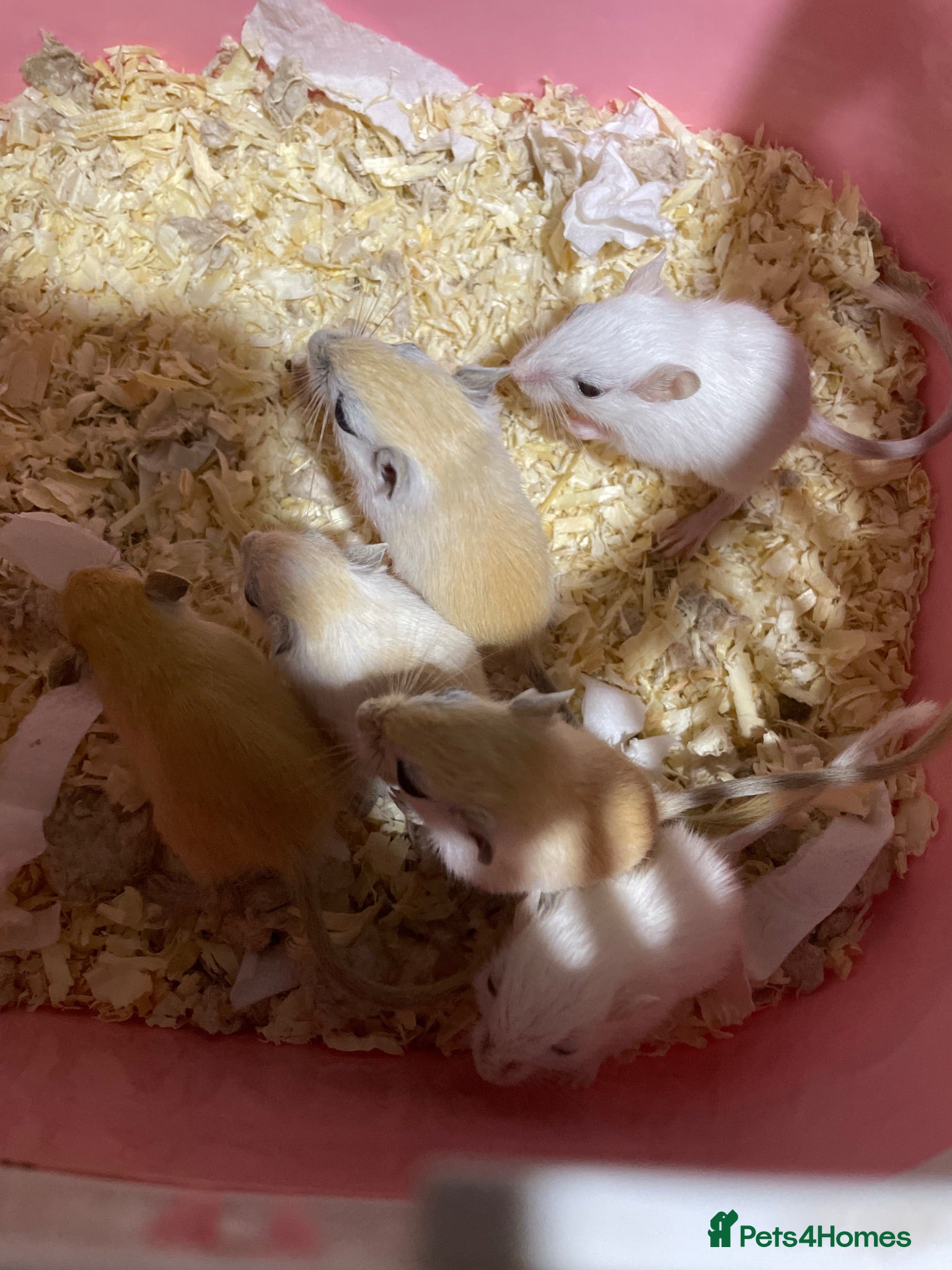 Gerbil rodents Baby gerbils for sale - Advert 2