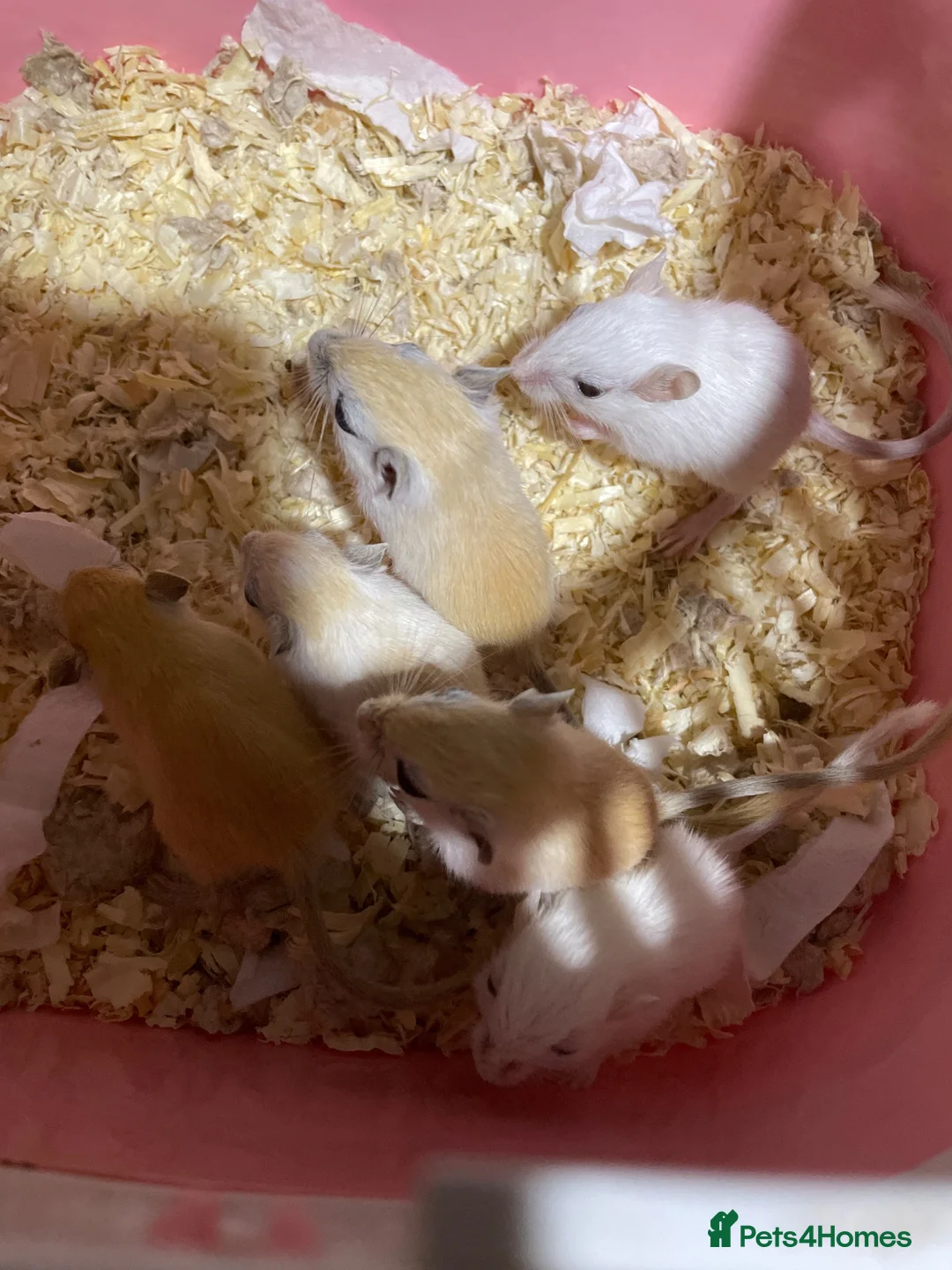 Gerbil rodents for sale: Baby gerbils for sale - Advert 2