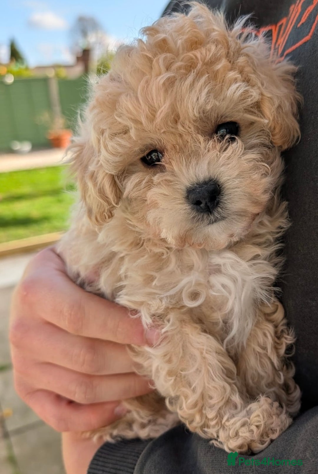 Maltipoo dogs for sale: 2 tiny maltipoo girls left DNA Tested - Image 3
