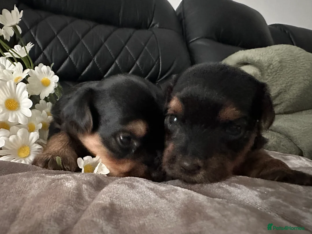 Yorkshire Terrier dogs for sale: Yorkshire terrier puppies  - Advert 2