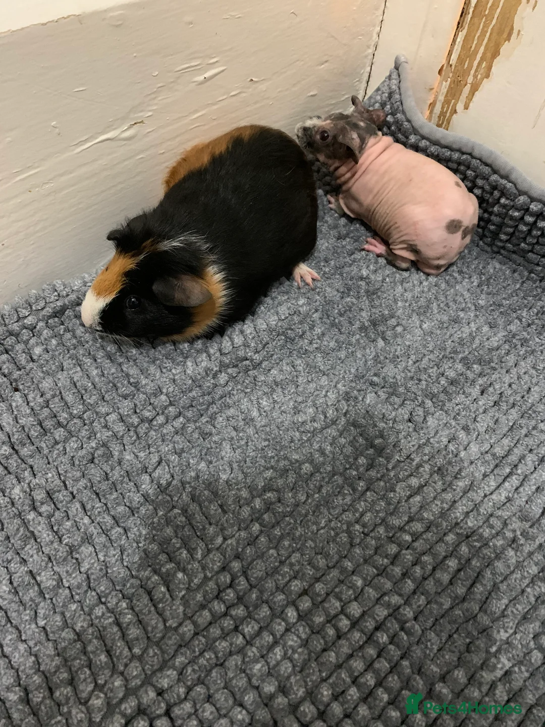 Guinea Pig rodents for sale: Skinny Pigs and Skinny Carriers - Advert 21