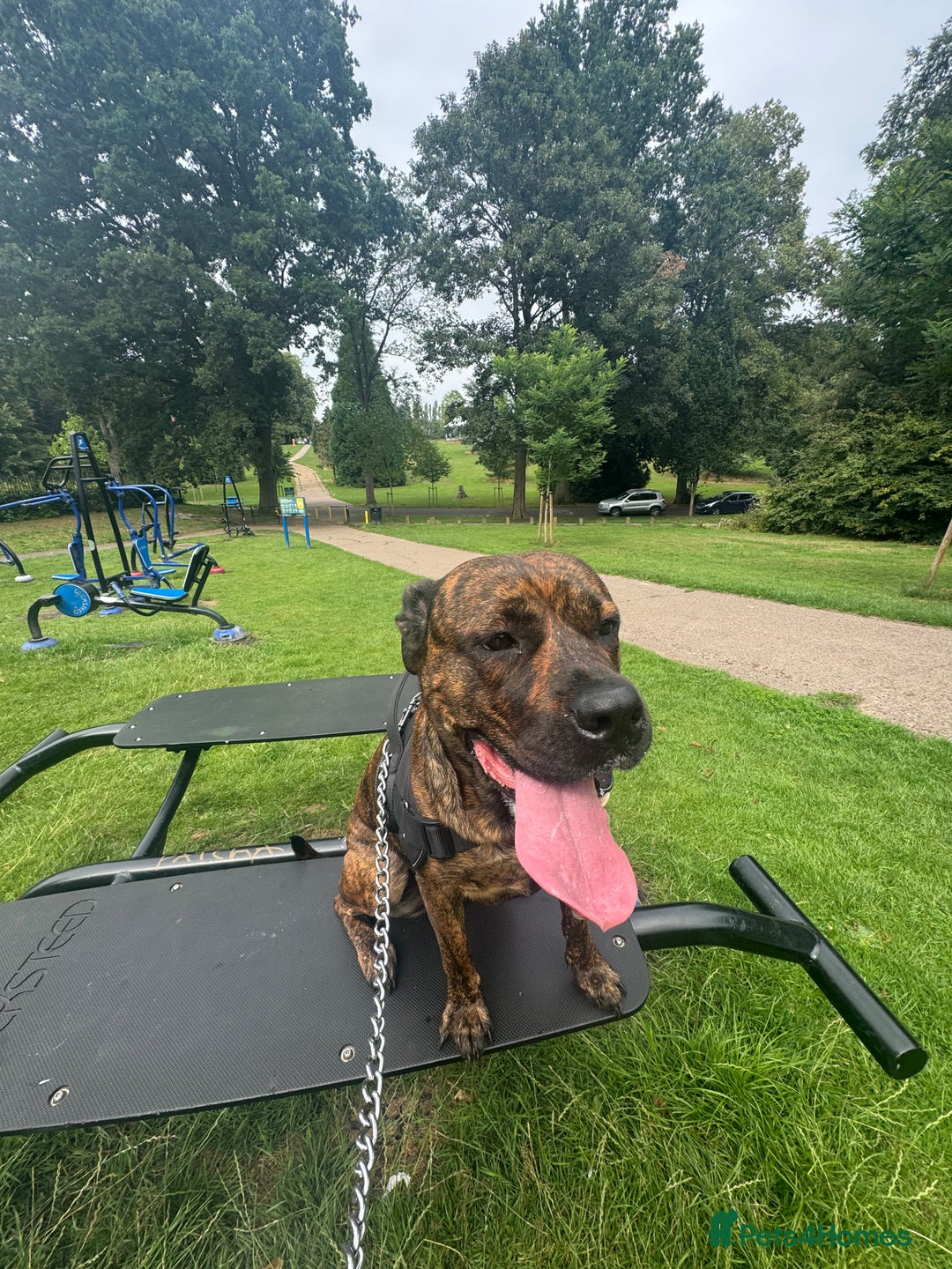 Mixed Breed dogs for sale: Dog for sale - Image 4