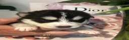 Pomsky dogs for sale: Pomsky Puppy F4 - Advert 16