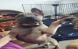 Mixed Breed dogs for sale: Belgian Malinois X Shar-pei puppies  - Advert 16