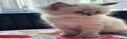 Ragdoll cats for sale: Ragdool x kittens in Scunthorpe - Advert 18