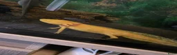 Mixed Breed invertebrates for sale: 5 x axolotls  in Bedlington - Advert 10