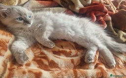 Ragdoll cats for sale: Ragdoll only selling as moving quick sell - Image 1
