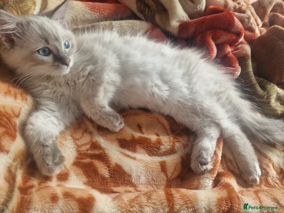 Ragdoll cats for sale: Ragdoll only selling as moving quick sell - Image 1