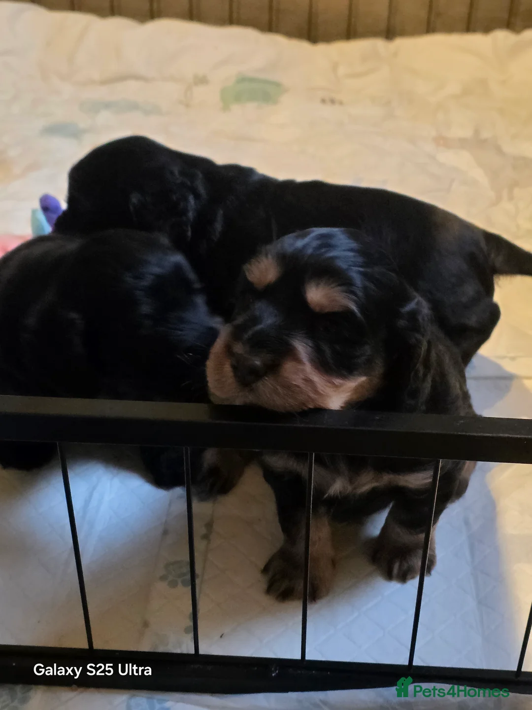 Cocker Spaniel dogs for sale: 3 cocker spaniel boys for sale in Prenton - Advert 2