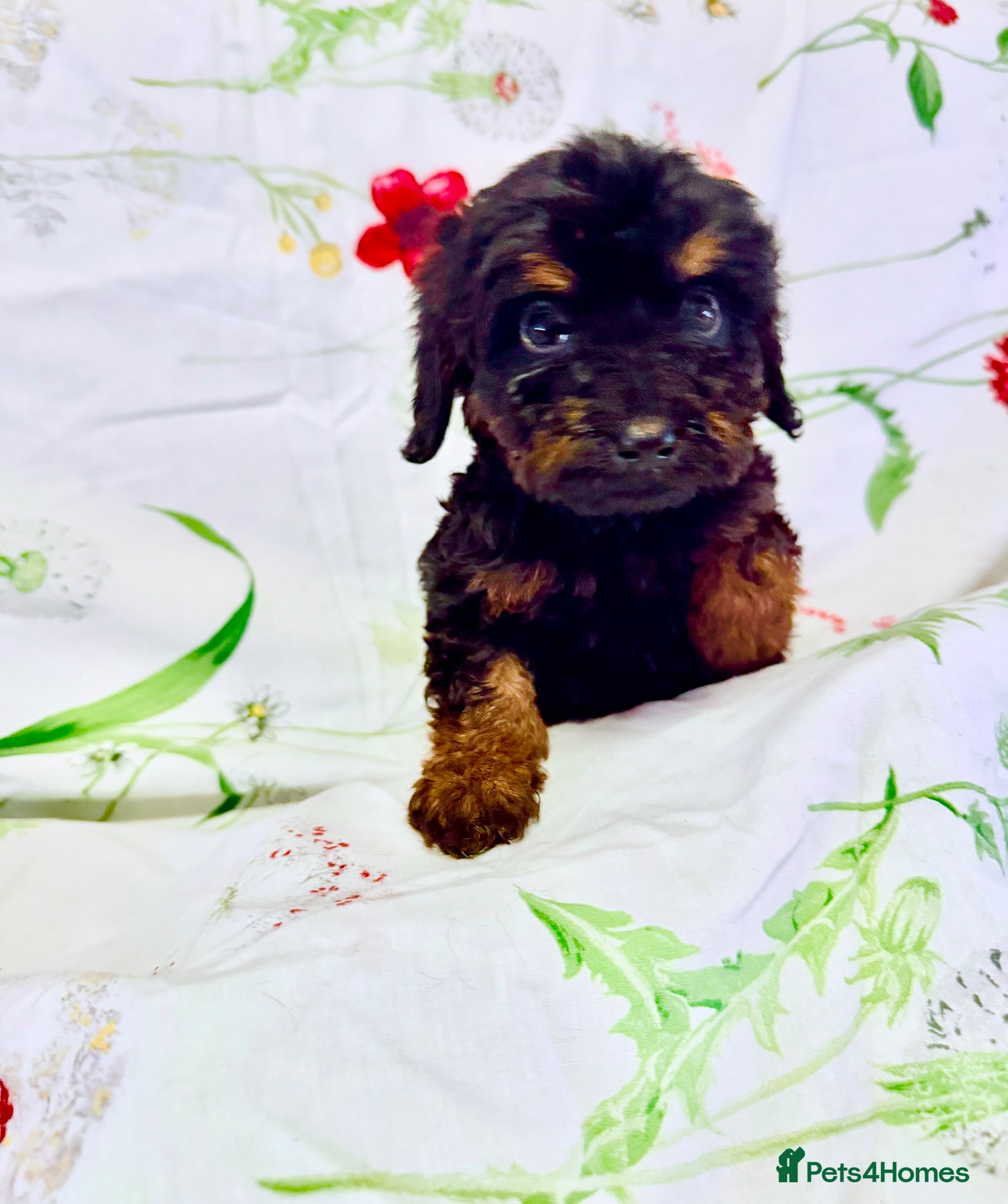 Cockapoo dogs Beautiful cockapoo puppies for sale - Advert 1