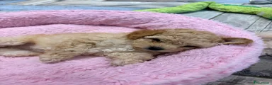 Cavapoo Puppy 2