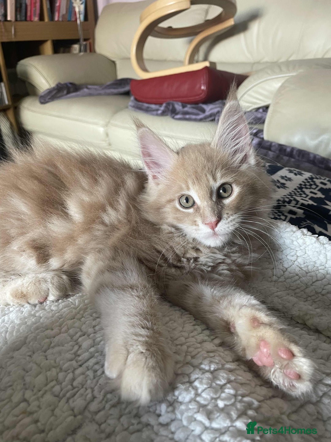 Maine Coon cats for sale: Purebred Maine Coons looking for a loving home 😻 - Image 12