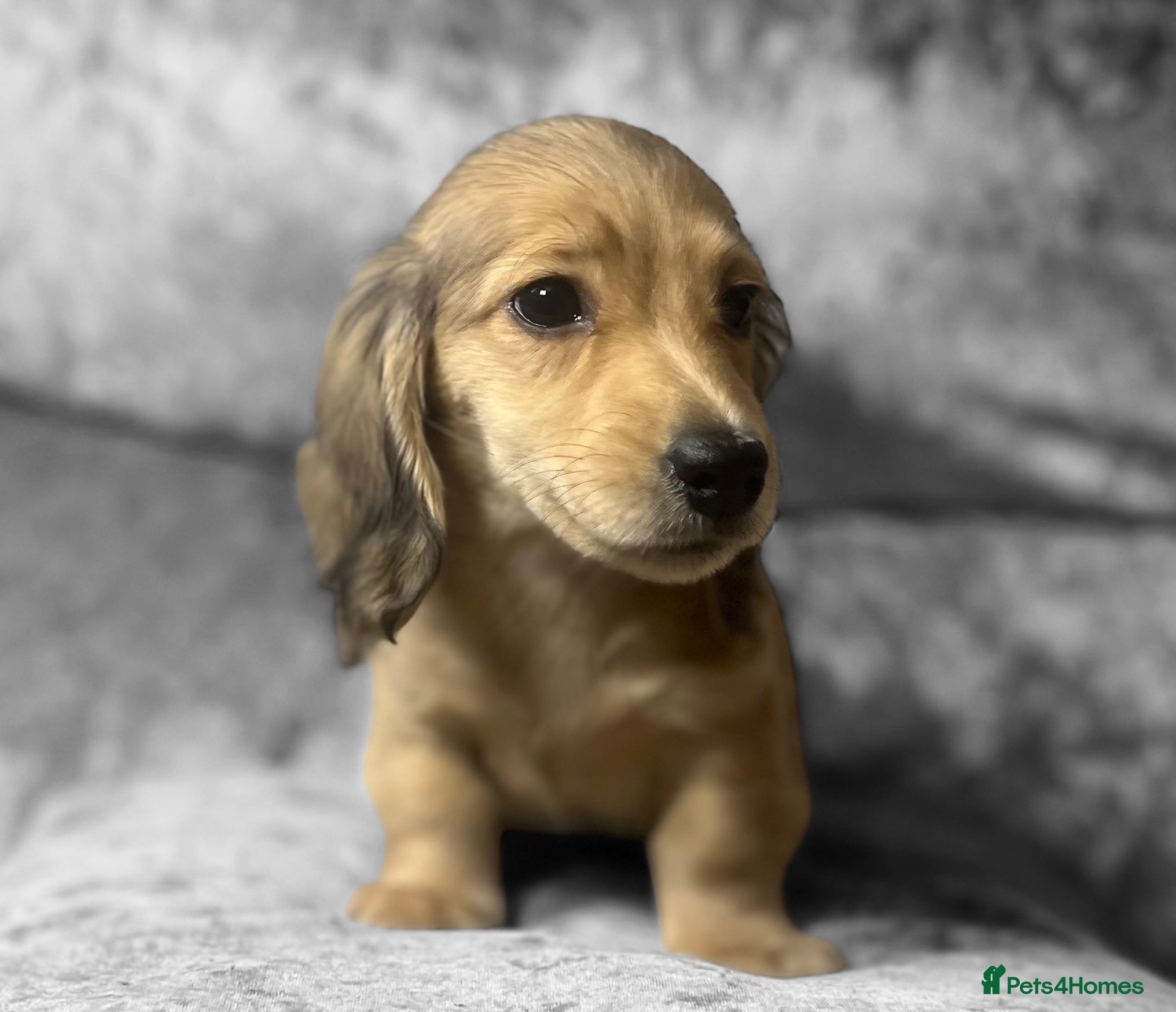 Dachshund dogs KC miniature long hair dachshunds for sale - Advert 17