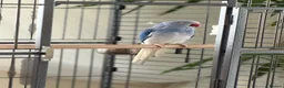 Ringnecks birds for sale: Blue Indian Ringneck For Sale - Advert 7