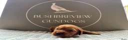 Cocker Spaniel dogs for sale: KCReg fully health tested working cocker puppies - Advert 5