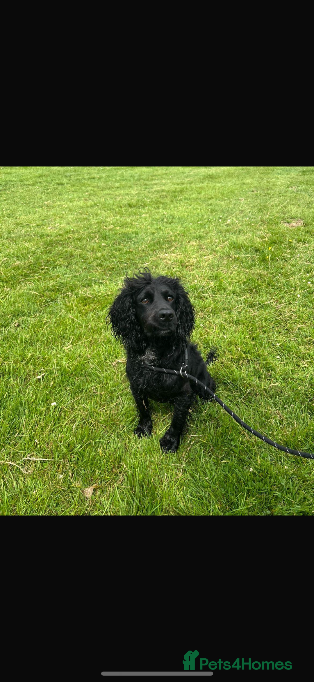 Cocker Spaniel dogs for sale: 5 Adorable working cocker spaniel pups 🐶  - Image 15