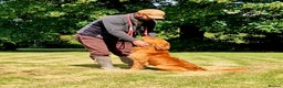 Golden Retriever dogs for stud: GENETICLLY PERFECT MOST HEALTH TESTED STUD DOG. in Doncaster - Advert 2