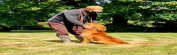 Golden Retriever dogs for stud: GENETICLLY PERFECT MOST HEALTH TESTED STUD DOG. in Doncaster - Advert 2