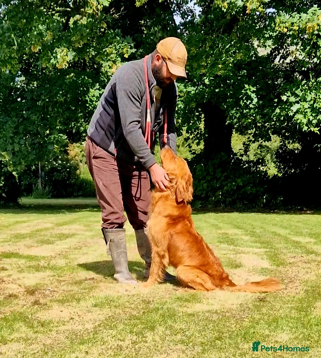 Golden Retriever dogs for stud: GENETICLLY PERFECT MOST HEALTH TESTED STUD DOG. in Doncaster - Advert 2