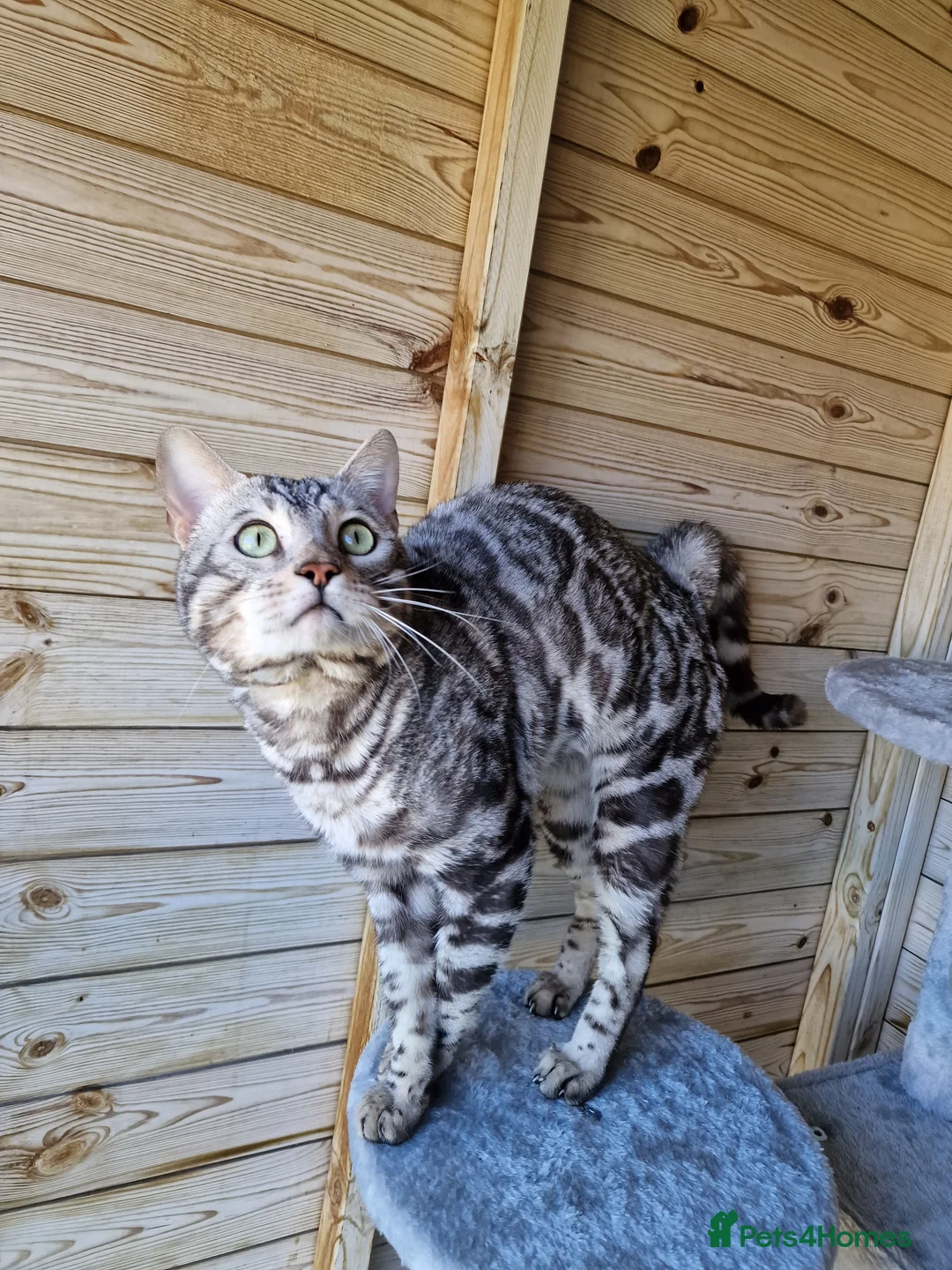 Bengal cats for stud: TICA active registered Silver boy for stud! in Bury Saint Edmunds - Advert 13