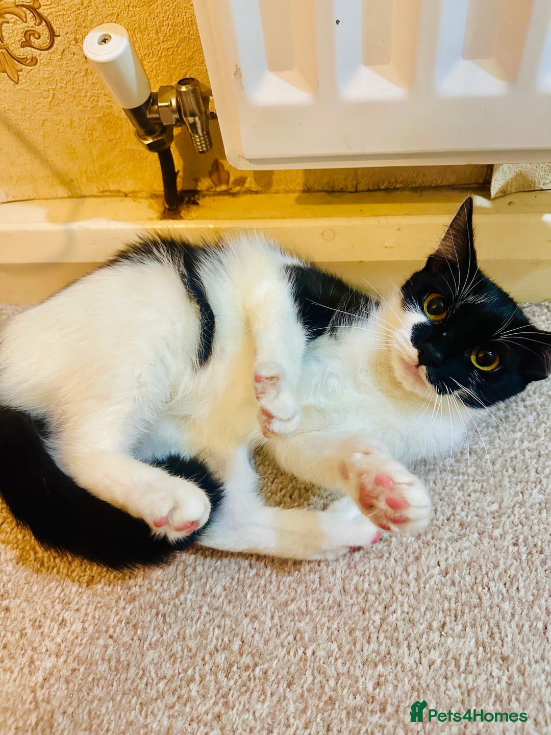 Asian cats for sale: One year old  - Advert 1