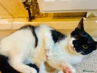 Asian cats One year old - Advert 1