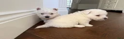West Highland Terrier dogs for sale: Champion Bloodline, KC reg Puppies in Newark - Advert 6