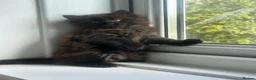 Mixed Breed cats for sale: 1/2 maincoon kittens  - Advert 6