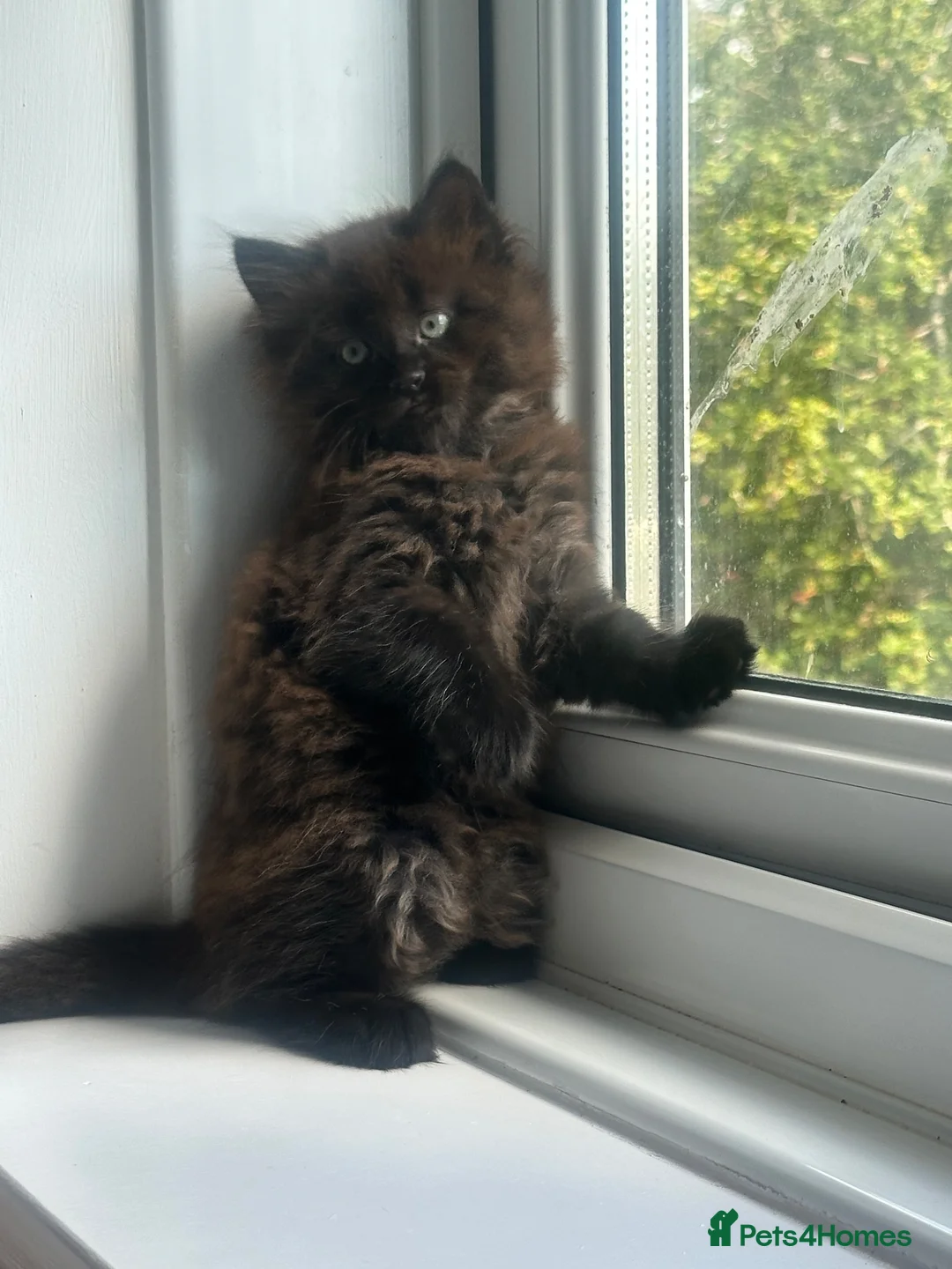 Mixed Breed cats for sale: 1/2 maincoon kittens  - Advert 6
